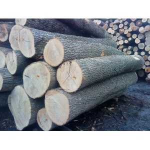 Ash Wood Logs